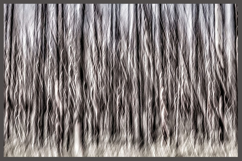 CrissCross by MaryAnne Rocan